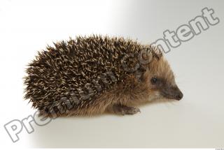 Hedgehog - Erinaceus europaeus  0037